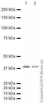 Western blot - HRP Anti-GNAI2 antibody [EPR9469] (AB205782)