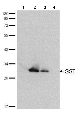 Western blot - HRP Anti-GST antibody (AB137840), expandable thumbnail