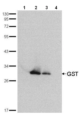 Western blot - HRP Anti-GST antibody (AB137840)