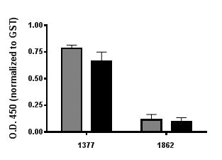 ELISA - HRP Anti-GST antibody (AB3416)