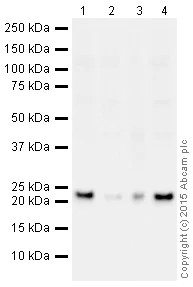 Western blot - HRP Anti-GST3 / GST pi antibody [EPR8263] (AB202930)