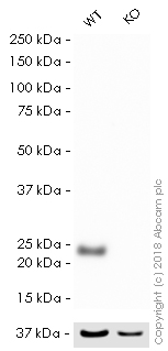 Western blot - HRP Anti-GST3 / GST pi antibody [EPR8263] (AB202930), expandable thumbnail