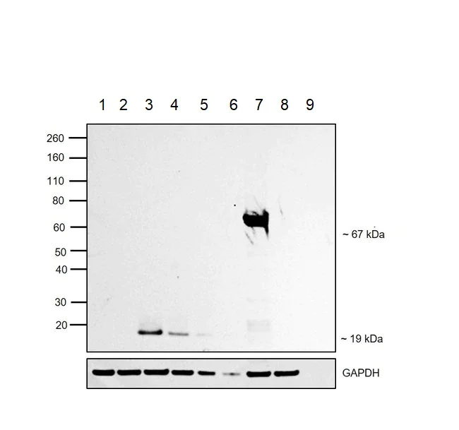 Western blot - HRP Anti-HA tag antibody [2-2.2.14] (AB173826)