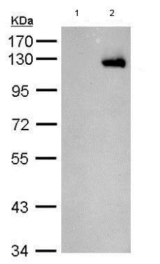 Western blot - HRP Anti-HA tag antibody (AB183884), expandable thumbnail