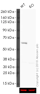 Western blot - HRP Anti-HDAC2 antibody [Y461] (AB195851)
