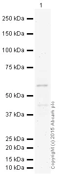 Western blot - HRP Anti-HDAC2 antibody [Y461] (AB195851)