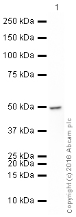 Western blot - HRP Anti-HDAC3 antibody [Y415] (AB208356), expandable thumbnail