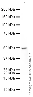 Western blot - HRP Anti-HDAC3 antibody [Y415] (AB208356)