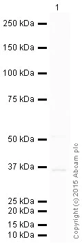 Western blot - HRP Anti-HDGF antibody [EPR7898] (AB201820)