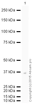 Western blot - HRP Anti-HDGF antibody [EPR7898] (AB201820)