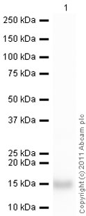 Western blot - HRP Anti-Hemoglobin antibody (AB19362)