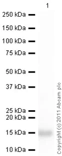 Western blot - HRP Anti-Hemoglobin antibody (AB19362)