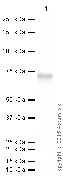Western blot - HRP Anti-Hemopexin antibody [EPR5610] (AB198556)