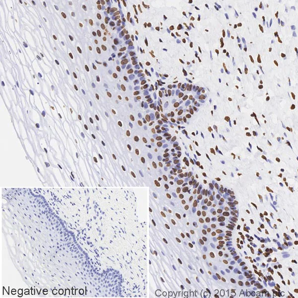 Immunohistochemistry (Formalin/PFA-fixed paraffin-embedded sections) - HRP Anti-Histone H3 antibody - Nuclear Loading Control (AB21054)