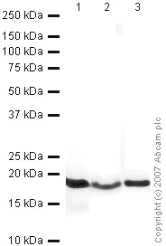 Western blot - HRP Anti-Histone H3 antibody - Nuclear Loading Control (AB21054)