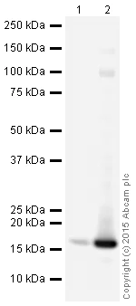Western blot - HRP Anti-Histone H3 (phospho S10 + T11) antibody [E173] (AB200616)