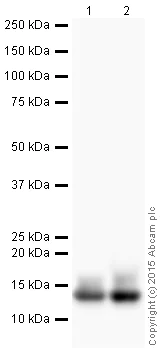 Western blot - HRP Anti-Histone H4 (acetyl K16) antibody [EPR1004] (AB200859)