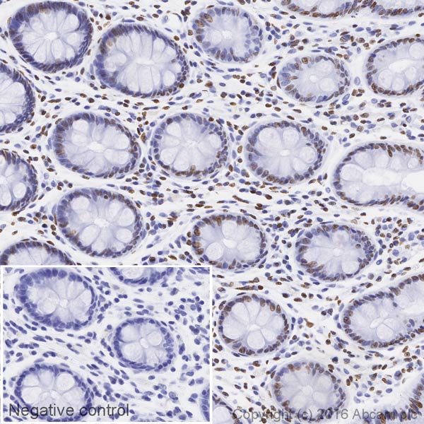 Immunohistochemistry (Formalin/PFA-fixed paraffin-embedded sections) - HRP Anti-Histone H4 antibody [EPR16599] (AB208870), expandable thumbnail