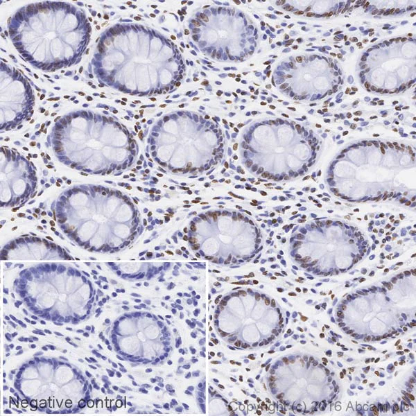 Immunohistochemistry (Formalin/PFA-fixed paraffin-embedded sections) - HRP Anti-Histone H4 antibody [EPR16599] (AB208870)