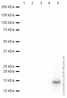 Western blot - HRP Anti-Histone H4 antibody [EPR16599] (AB208870)