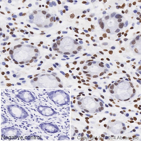 Immunohistochemistry (Formalin/PFA-fixed paraffin-embedded sections) - HRP Anti-Histone H4 antibody [mAbcam 31830] (AB197517)