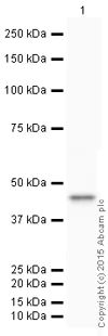Western blot - HRP Anti-HLA A antibody [EP1395Y] (AB199555)