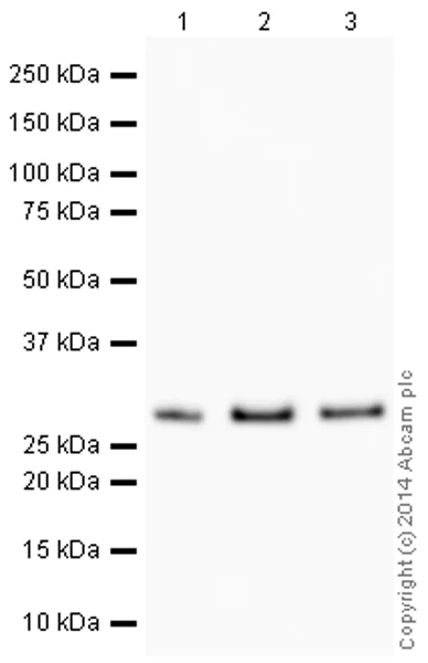 Western blot - HRP Anti-HMGB1 antibody [EPR3507] (AB195012)