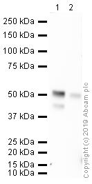 Western blot - HRP Anti-HNF-4-alpha antibody [EPR16786] - N-terminal (AB209473)