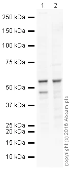 Western blot - HRP Anti-HNF-4-alpha antibody [EPR16786] - N-terminal (AB209473)