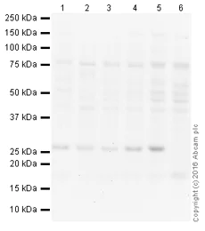 Western blot - HRP Anti-HP1 alpha antibody [EPR5777] - Heterochromatin marker (AB197721)