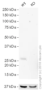 Western blot - HRP Anti-HP1 alpha antibody [EPR5777] - Heterochromatin marker (AB197721)