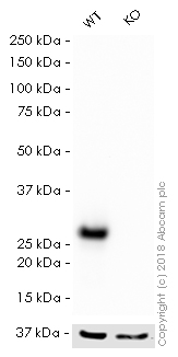Western blot - HRP Anti-Hsp27 antibody [EPR5477] (AB194079)
