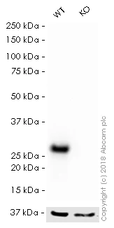 Western blot - HRP Anti-Hsp27 antibody [EPR5477] (AB194079)