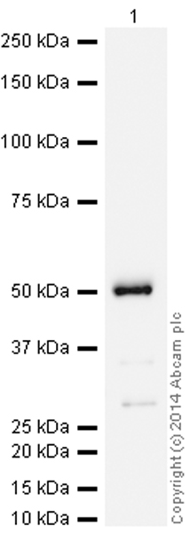 Western blot - HRP Anti-Hsp47 antibody [EPR4217] (AB193242), expandable thumbnail