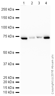 Western blot - HRP Anti-Hsp70 antibody [EPR16892] (AB205485), expandable thumbnail