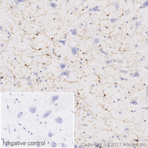Immunohistochemistry (Formalin/PFA-fixed paraffin-embedded sections) - HRP Anti-Iba1 antibody [EPR16589] (AB216544), expandable thumbnail