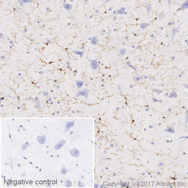 Immunohistochemistry (Formalin/PFA-fixed paraffin-embedded sections) - HRP Anti-Iba1 antibody [EPR16589] - Microglia marker (AB216544)