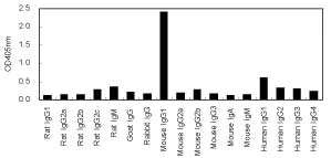 ELISA - HRP Anti-IgG1 antibody [KT91] (AB170487)