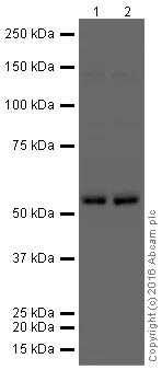 Western blot - HRP Anti-IgG2 antibody [EPR4418] (AB209010)