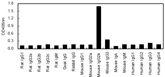 ELISA - HRP Anti-IgG2b antibody [KT93] (AB170322)