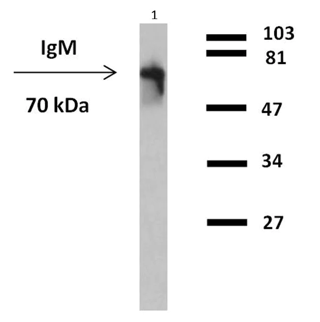 Western blot - HRP Anti-IgM antibody [CH2] (AB79524)