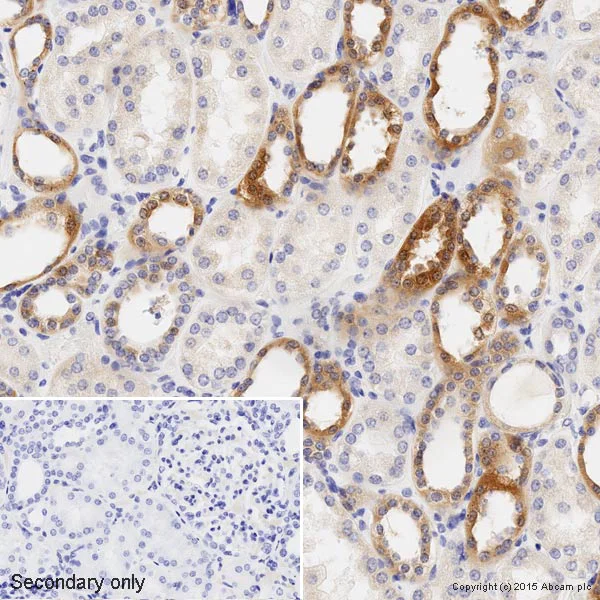 Immunohistochemistry (Formalin/PFA-fixed paraffin-embedded sections) - HRP Anti-IKB alpha antibody [E130] (AB202646)