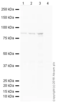 Western blot - HRP Anti-IKK alpha antibody [Y463] (AB200415)