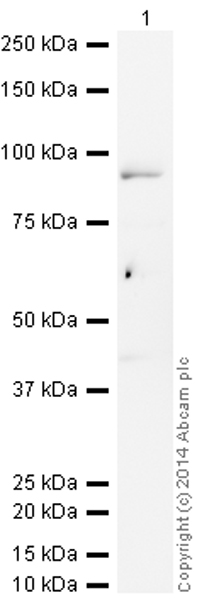 Western blot - HRP Anti-IKK beta antibody [Y466] (AB194713), expandable thumbnail