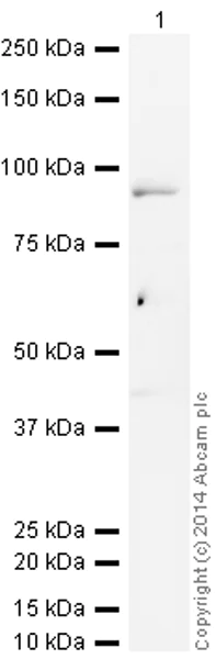 Western blot - HRP Anti-IKK beta antibody [Y466] (AB194713)