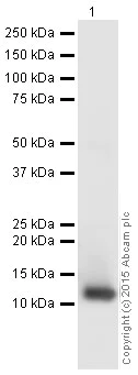 Western blot - HRP Anti-IL-13 antibody [EP3266] (AB201470)