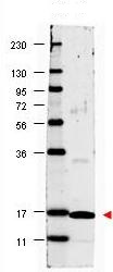 Western blot - HRP Anti-IL-17A antibody (AB106138)