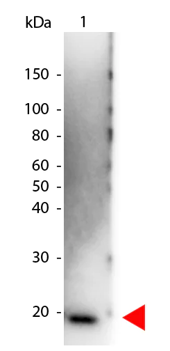 Western blot - HRP Anti-IL-6 antibody (AB106024)