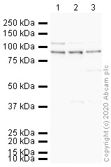 Western blot - HRP Anti-ILF3 antibody [EPR3626] (AB206250)