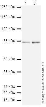 Western blot - HRP Anti-IMP3 antibody [EPR12021] (AB208869)